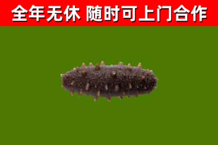 石碣镇烟酒回收干海参.jpg